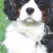 Little Paws's profile photo