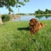 Buckeye State Newfoundlands