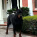 Sundance Dobermans - Established 2020's profile photo