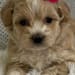 Orchard Hill Puppies's profile photo