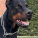 Wb Dobermans