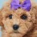 Moses & Ina Yoder's profile photo