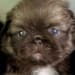 Pekingese Please's profile photo