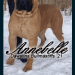 Dawstin Bullmastiffs's profile photo