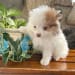 Daniel Hershberger's profile photo