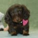Pupsfurpals's profile photo