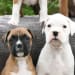 Backroad Boxers's profile photo