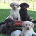 Ervin & Orpha Yoder's profile photo