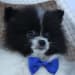 Hilltop Pups's profile photo