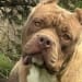 Daryl Yoder (am Bullies)'s profile photo