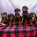 E And B Pups's profile photo