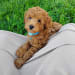 Furry Grandeur Pets's profile photo