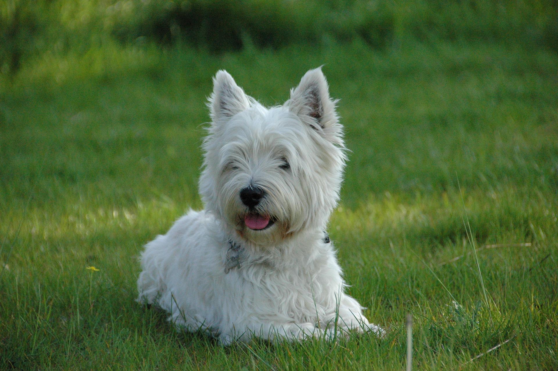 west highland white terrier