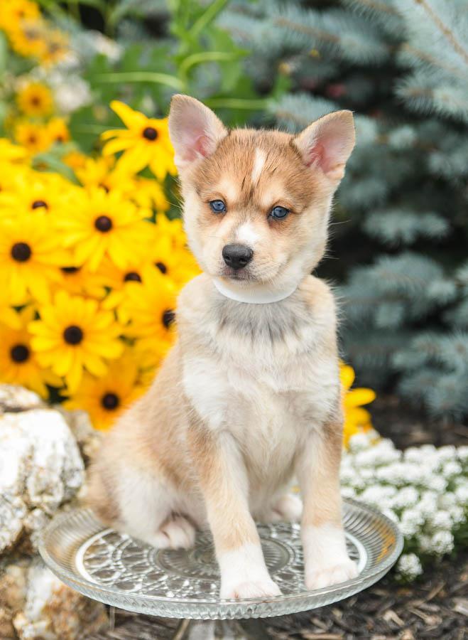 Alaskan Klee Kai