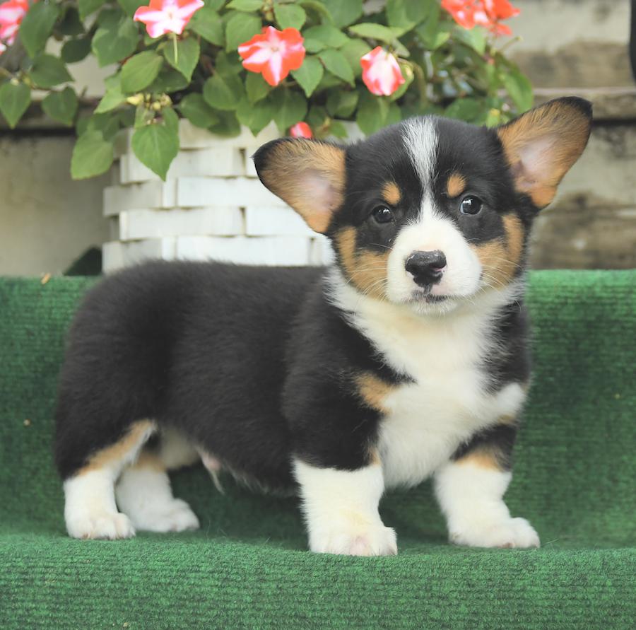 Welsh Corgi Puppies