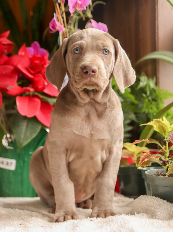 weimaraner puppy