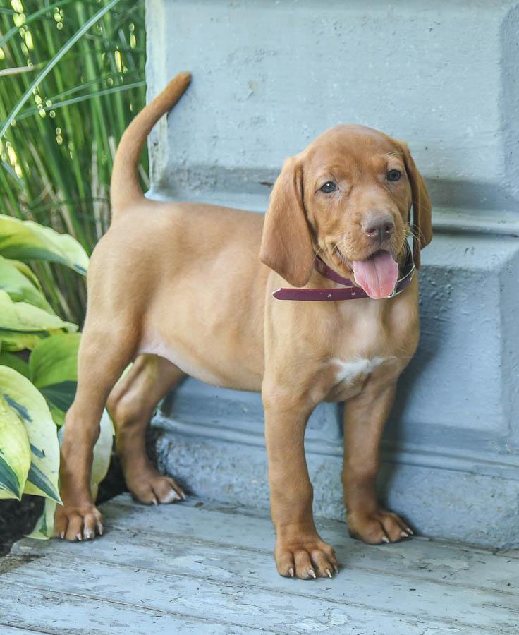 Vizsla hunting puppies sales for sale