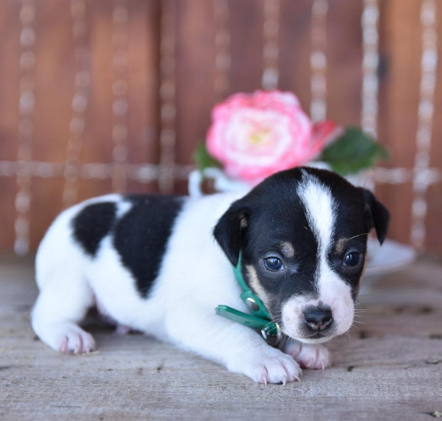 Toy Fox Terrier Puppies For