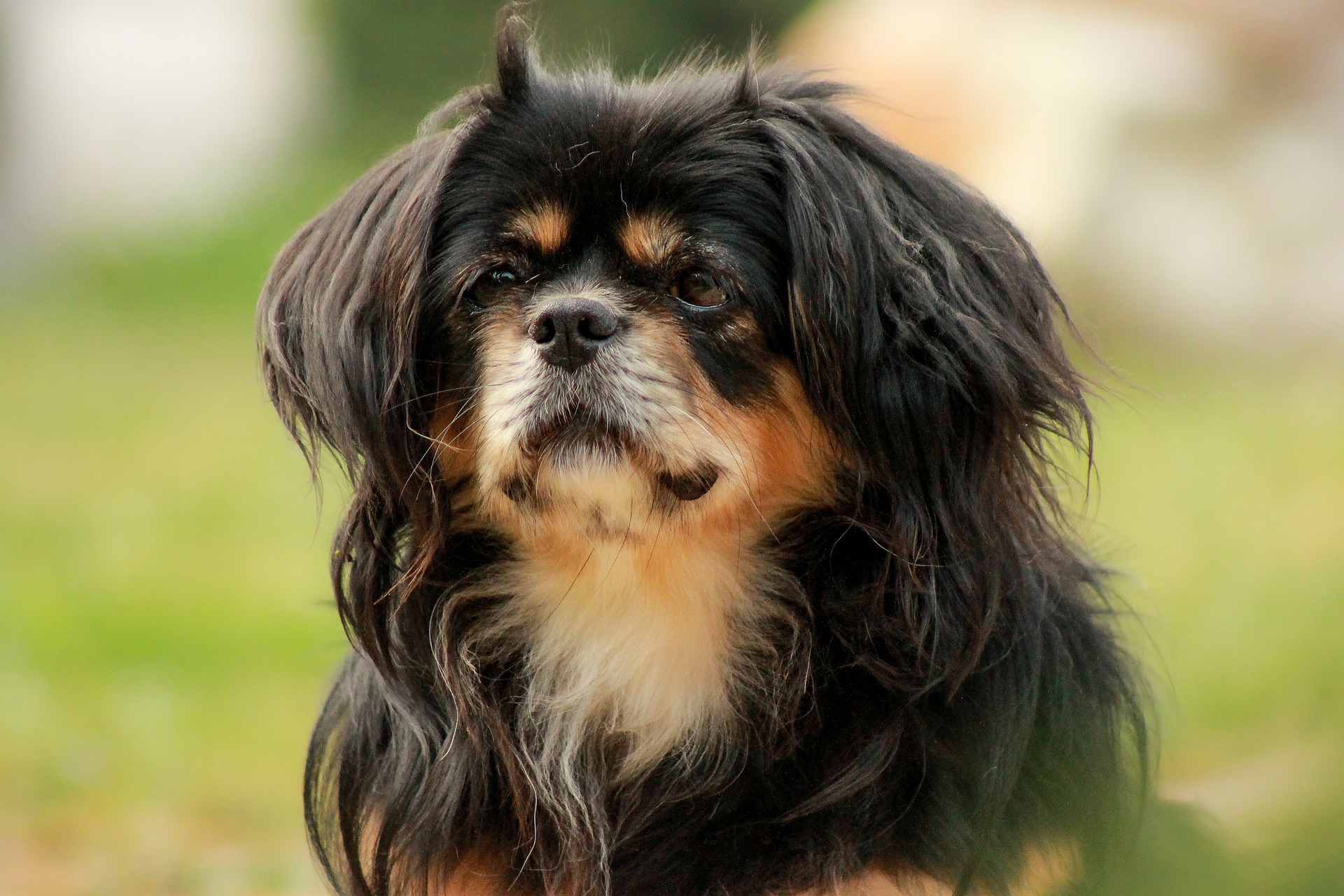 Photo of Tibetan Spaniel