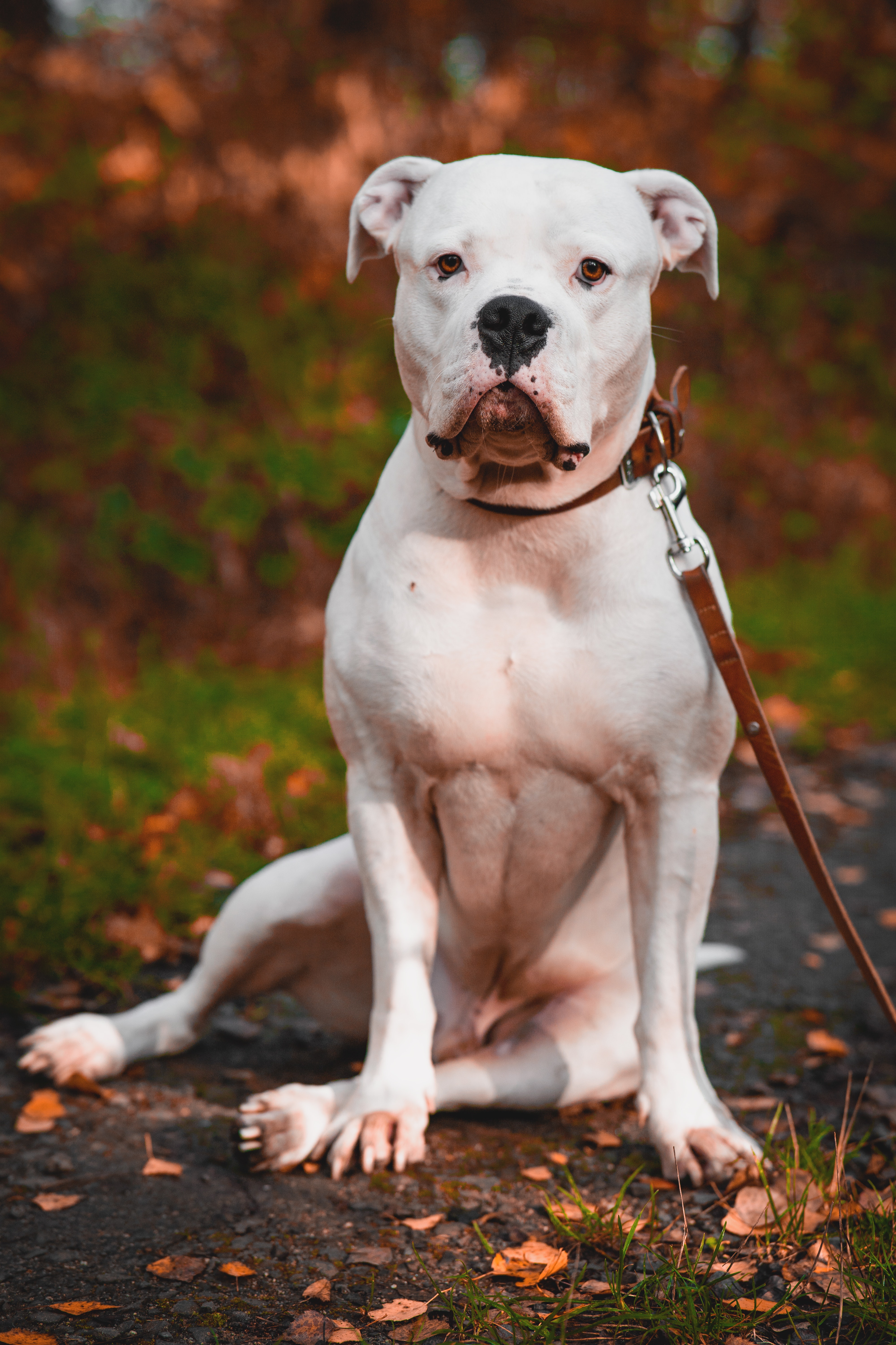 American Bulldog Dog Breed Health and Care