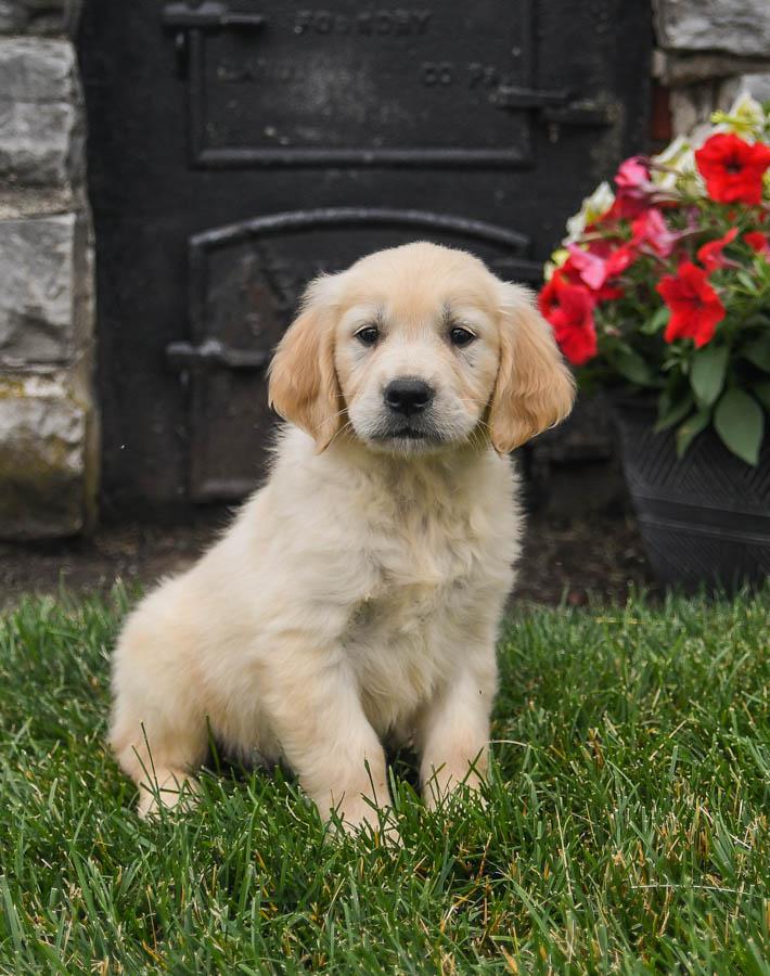 full sized golden retrievers