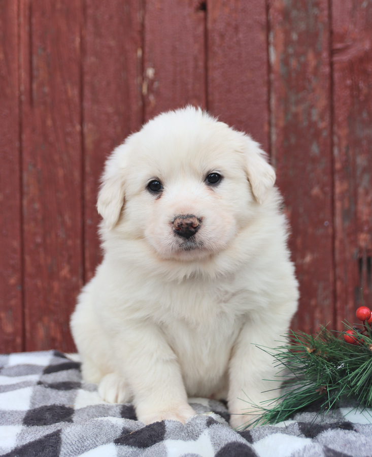 Great pyrenees deals dog price