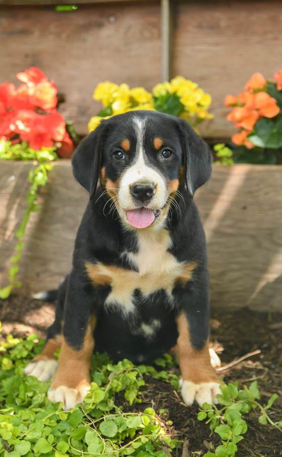 Photo of Greater Swiss Mountain Dog