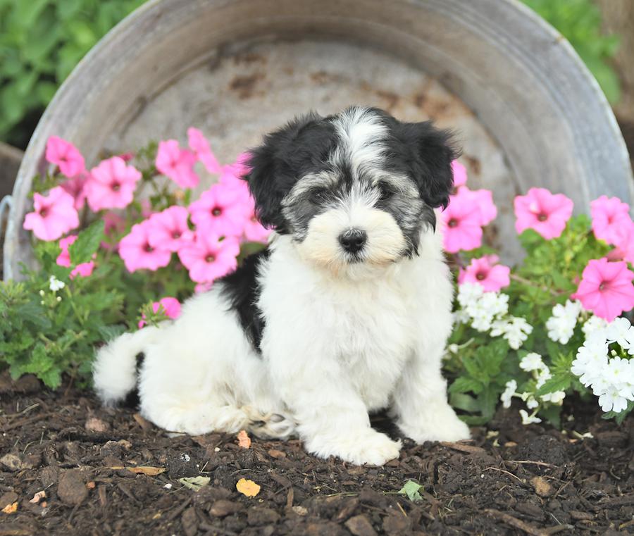 Photo of Havanese