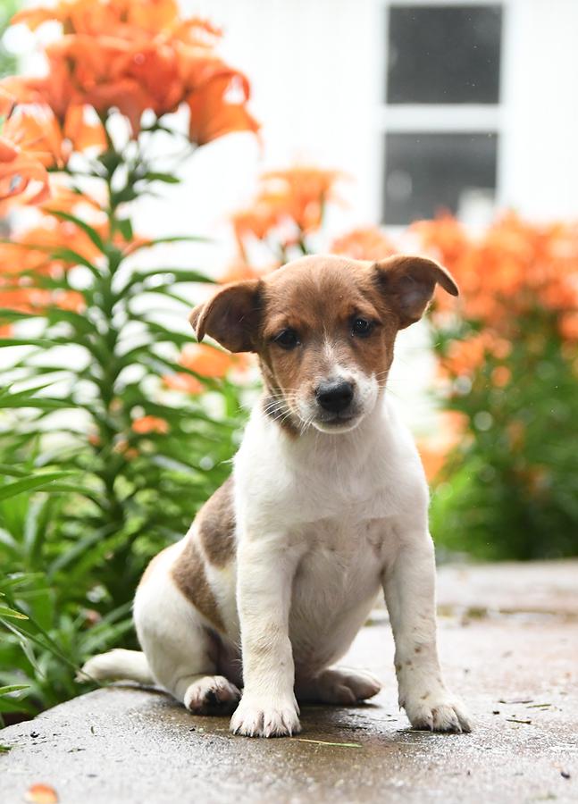 Jack Russell Terrier - The Hunting Dog - Happy Jack Russell