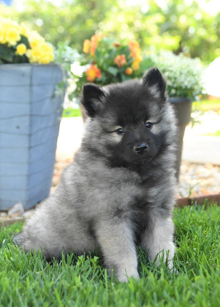 Photo of Keeshond