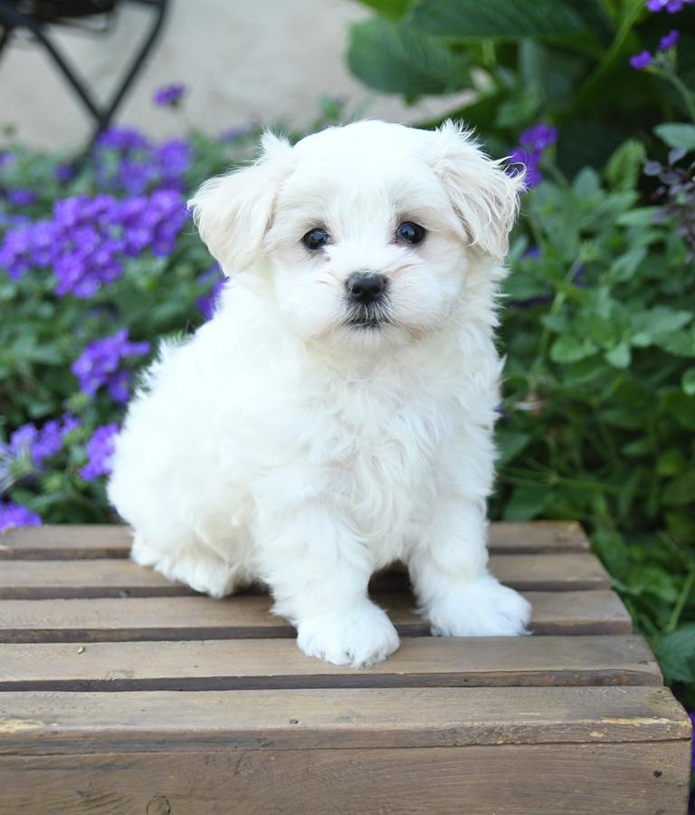 Maltese and chihuahua hot sale mix for sale