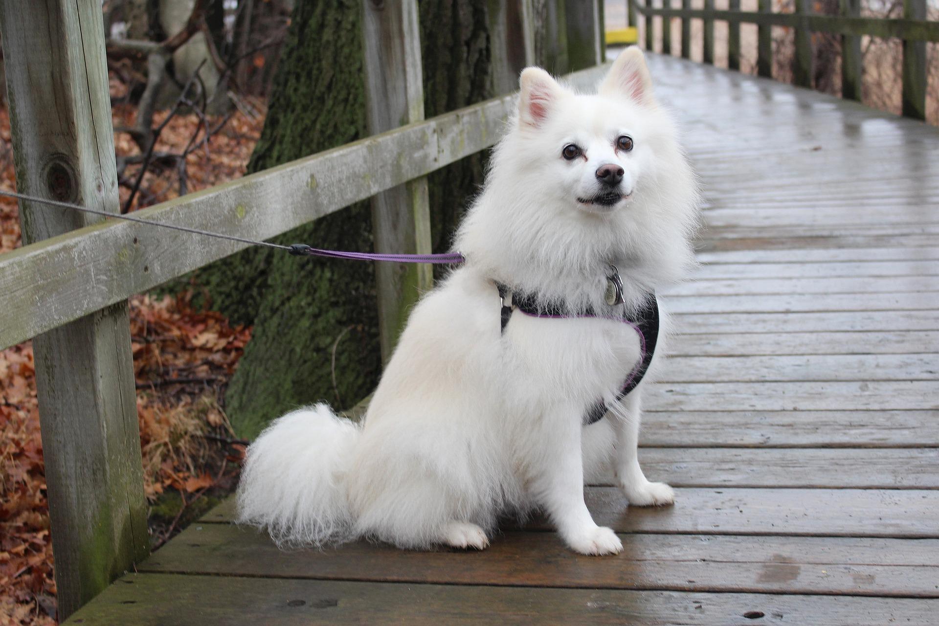 Photo of American Eskimo