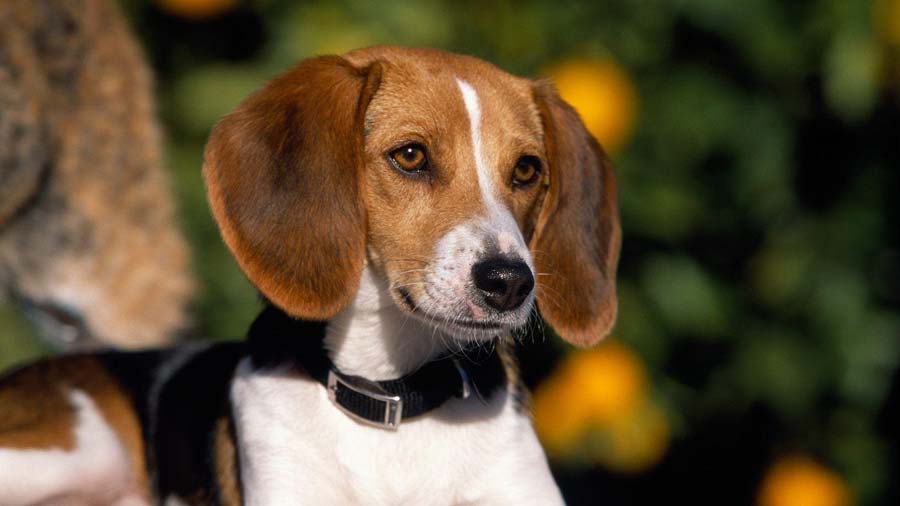 Photo of American Foxhound