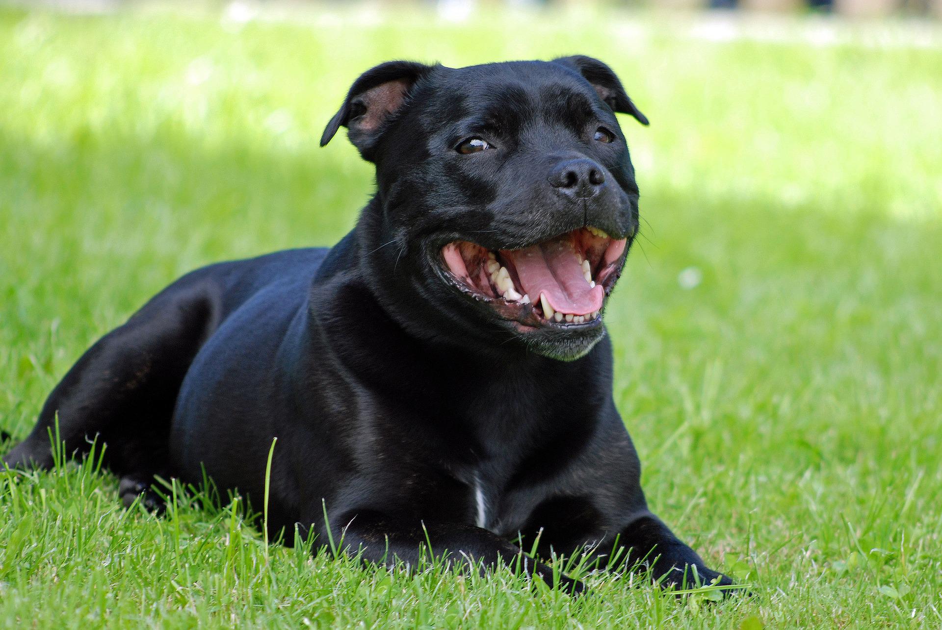 Staffordshire sales terrier hypoallergenic