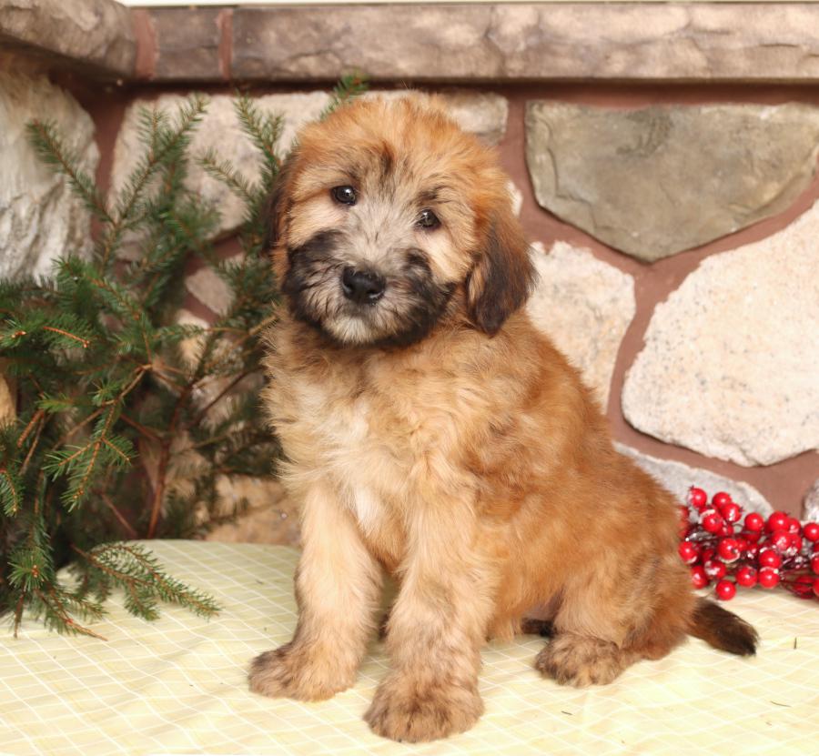 Soft Coated Wheaten Terrier Puppies For Sale Buckeye Puppies