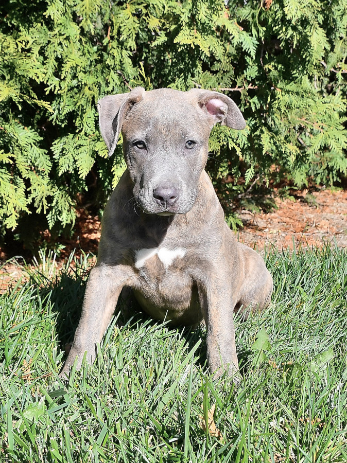 Blue and white pitbull puppies hot sale for sale