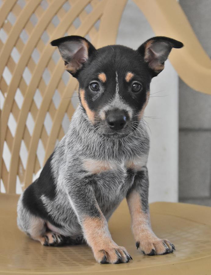 red heeler lab pitbull mix