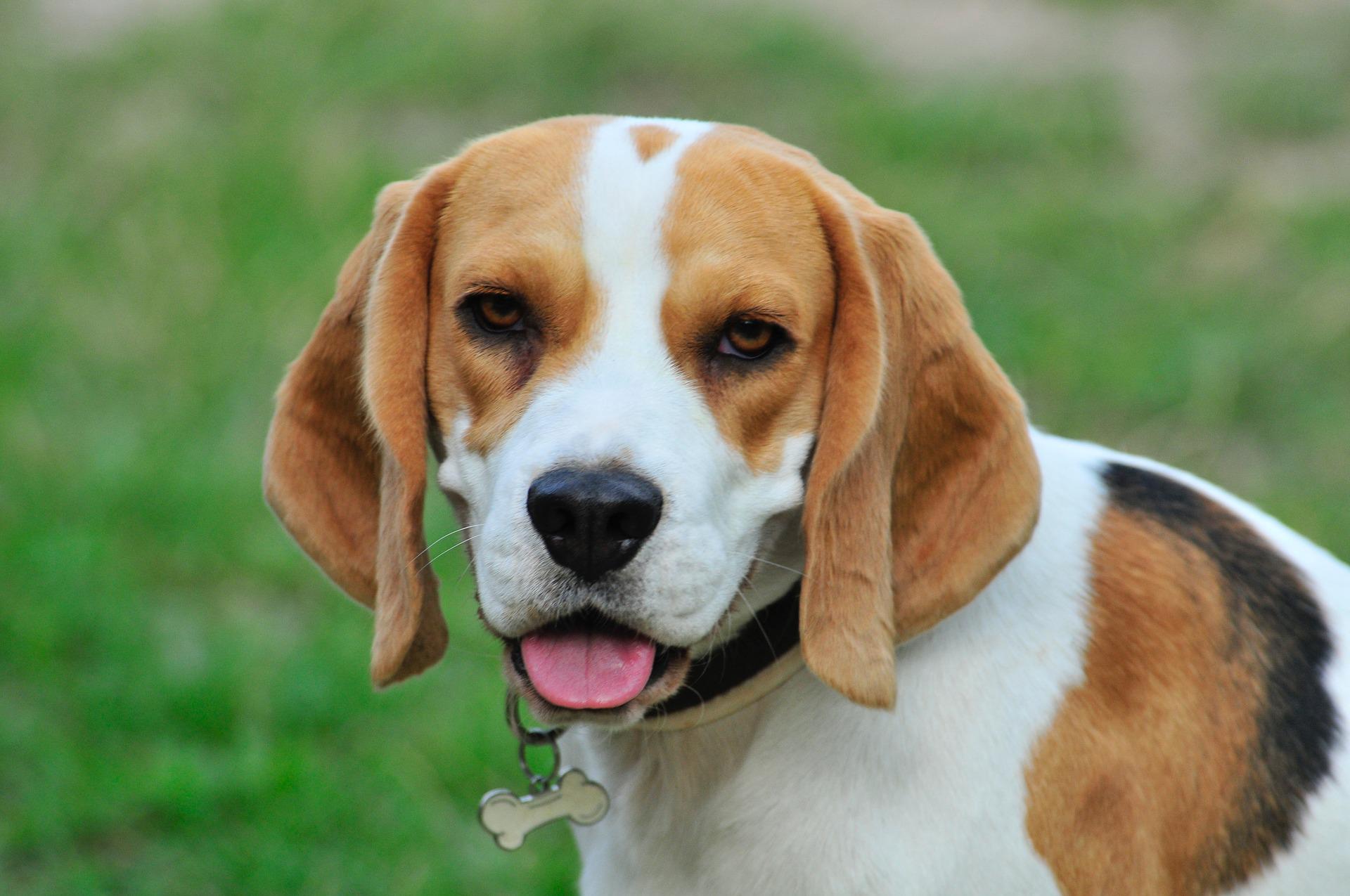 beagle dog mix