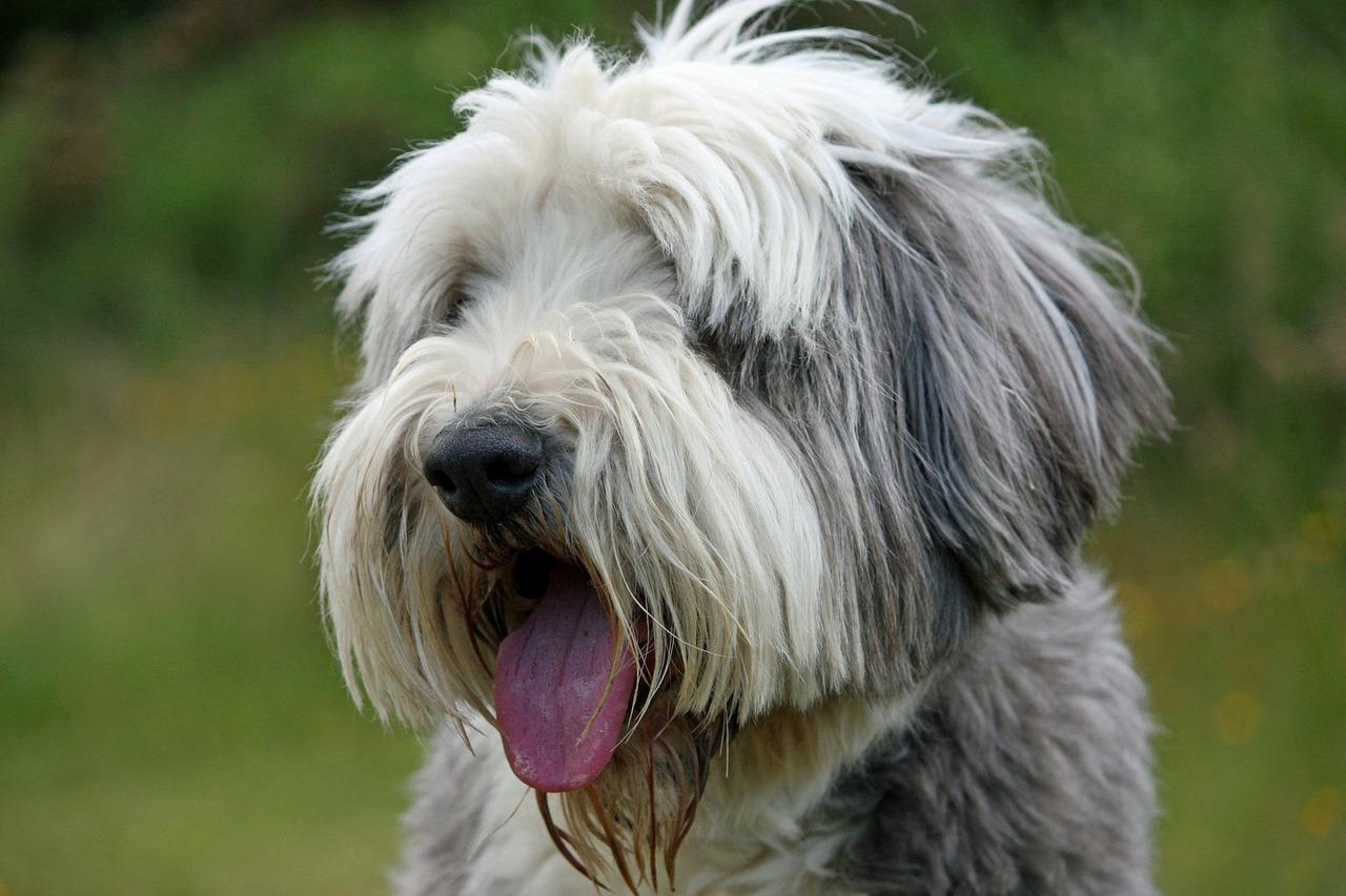 Photo of Bearded Collie