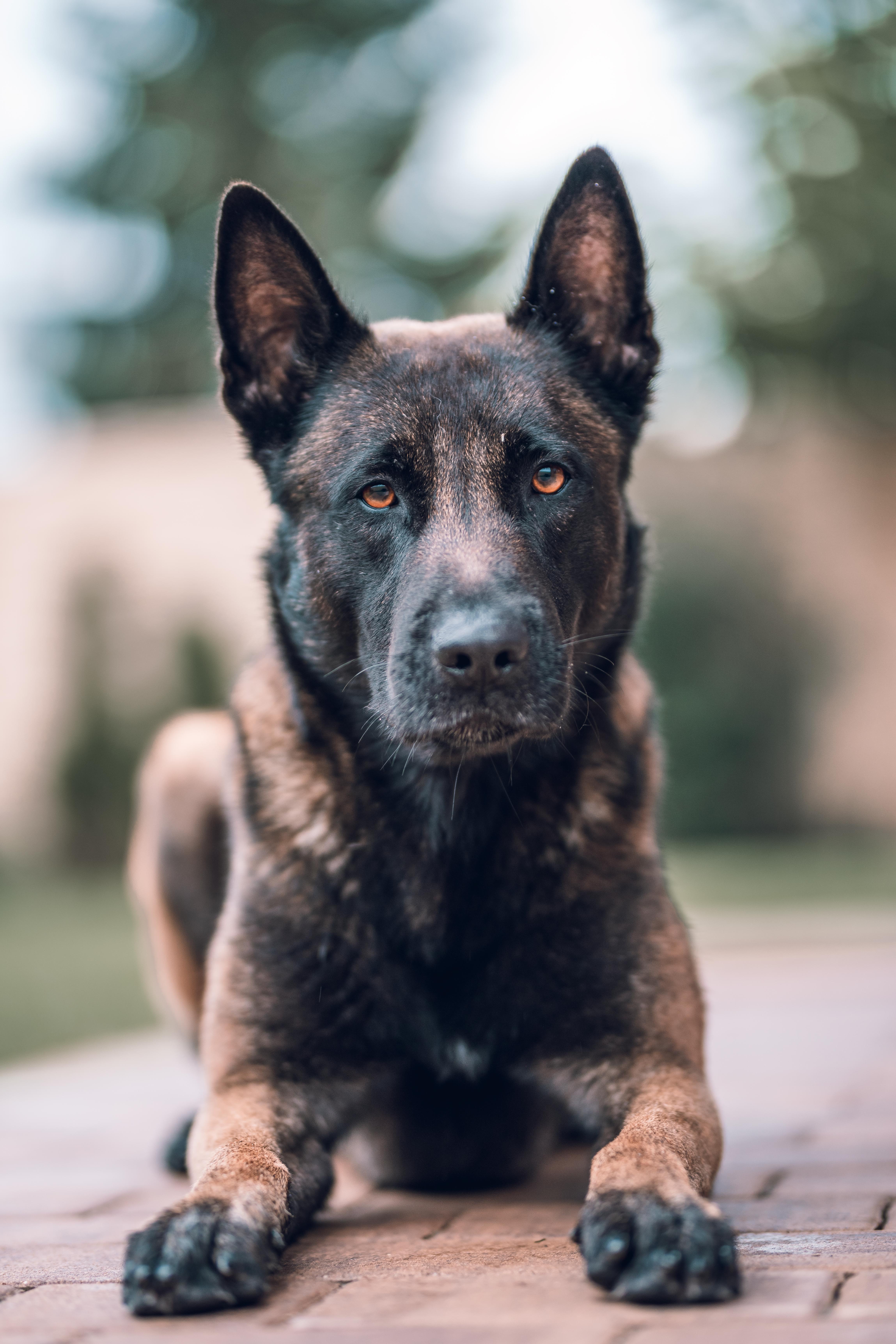 Long haired deals belgian malinois puppy