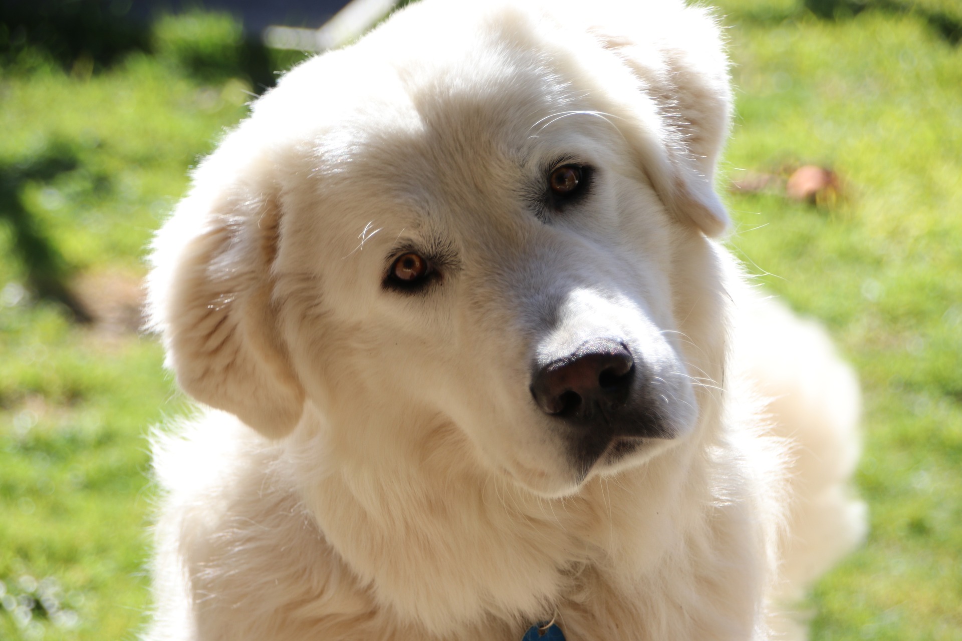 Photo of Maremma Sheepdog