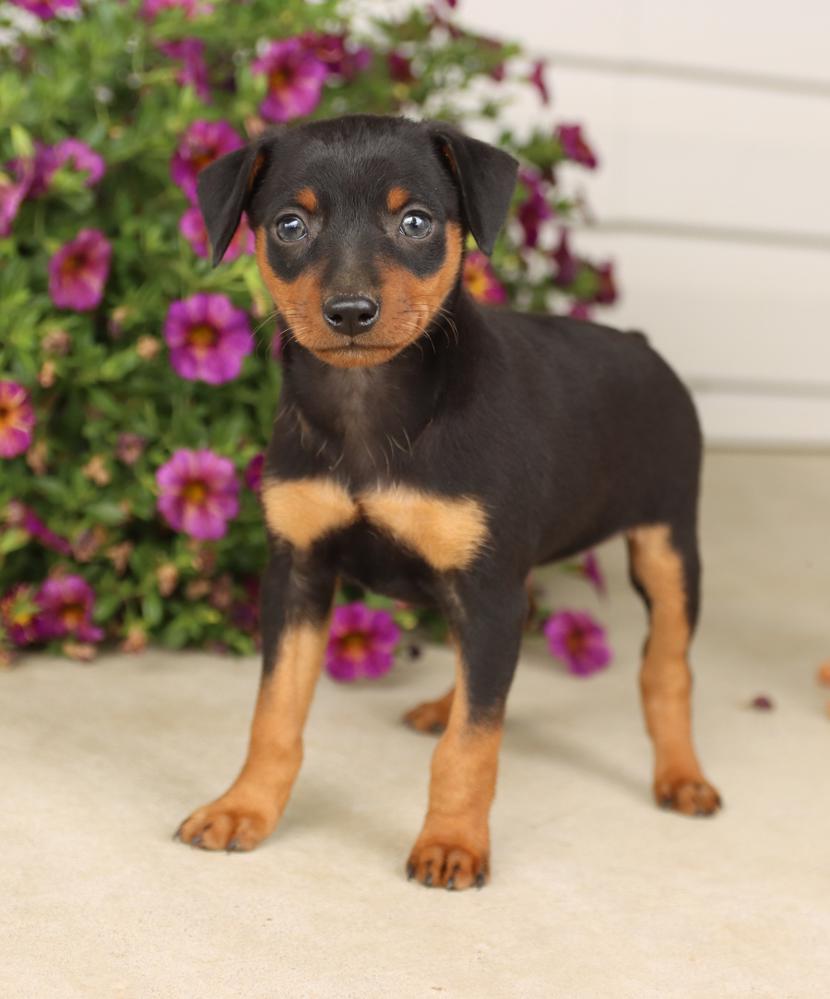 Min pin sales mix puppies