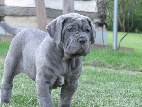 Photo of Neapolitan Mastiff