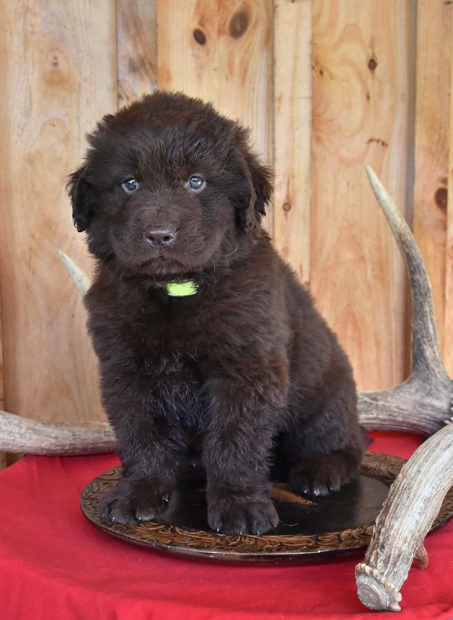 Newfoundland puppy breeders sales near me