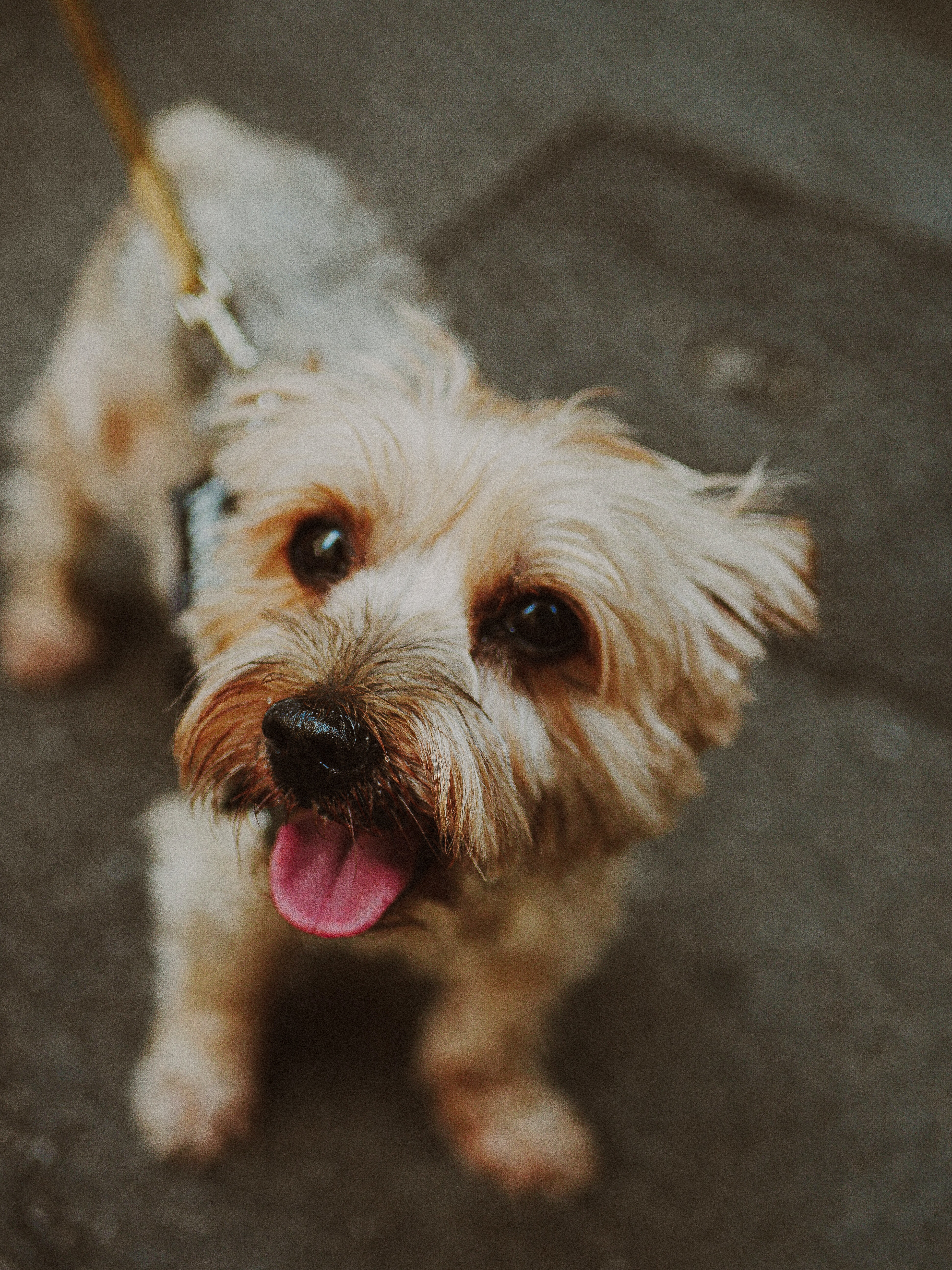 Photo of Norfolk Terrier