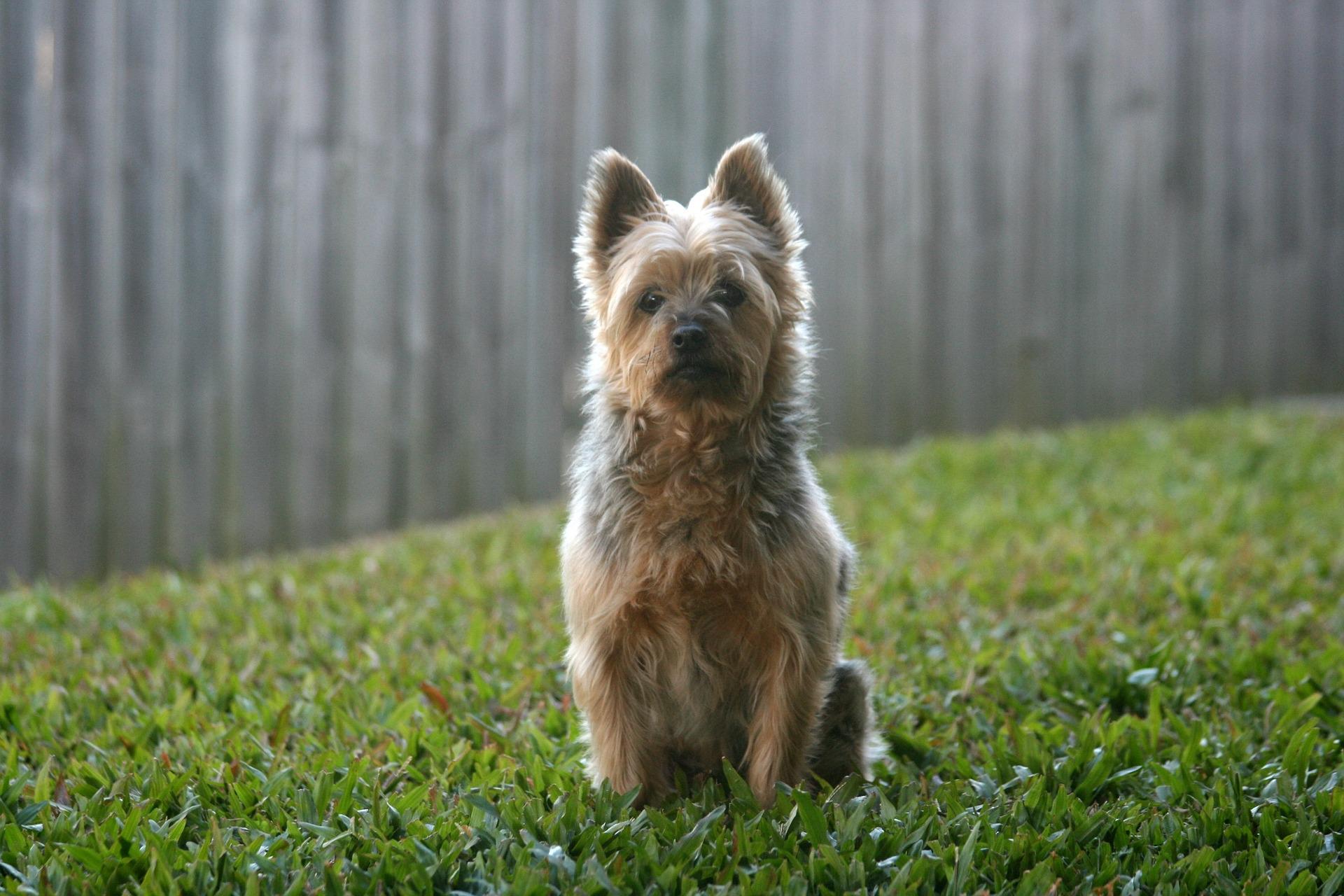 Photo of Silky Terrier