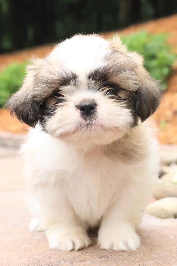 The Adorable and Cute Shih Tzu Puppy with Chew Toy