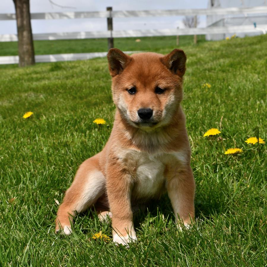 Purebred shiba hot sale inu for sale