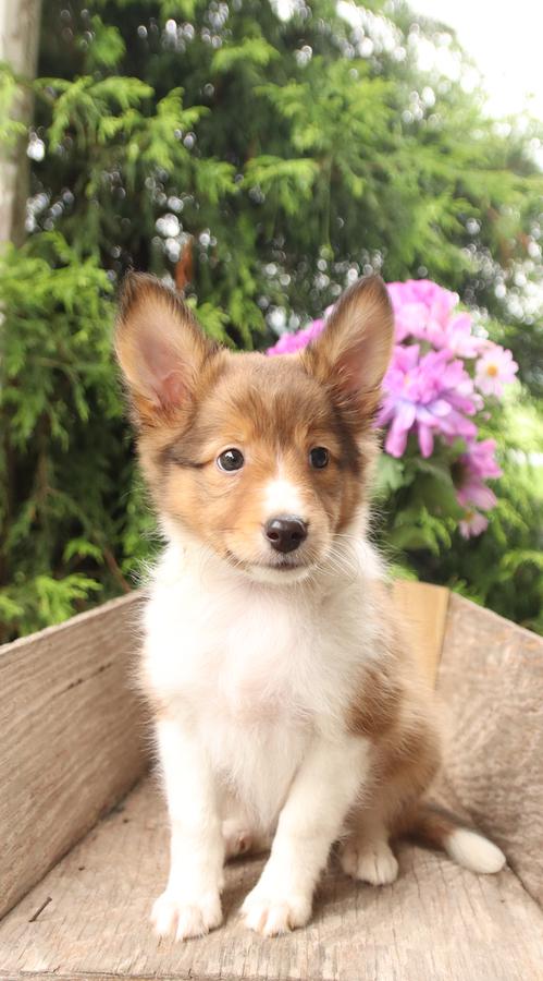 golden retriever sheltie mix