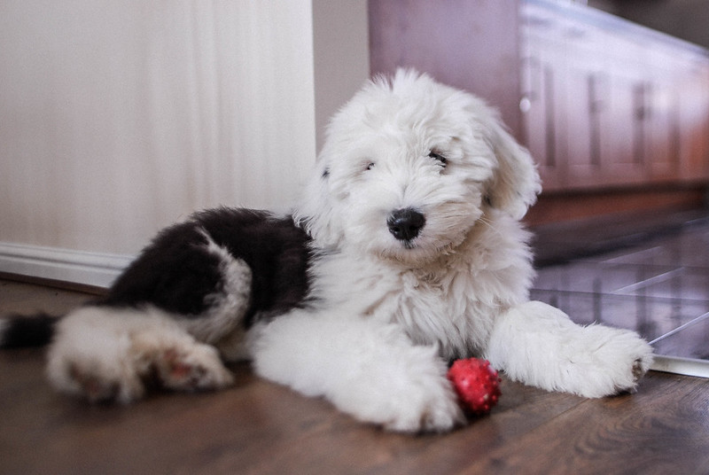 Photo of Old English Sheepdog